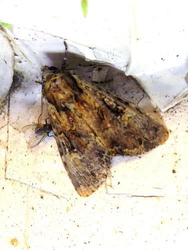Réf. 305 468 : Apamea epomidion